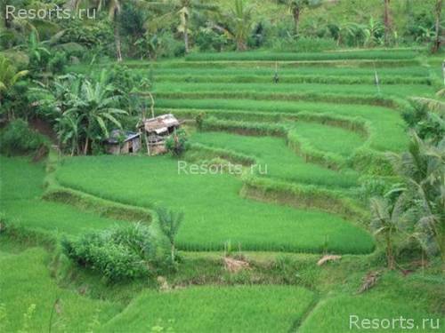 Four Seasons Resort Bali at Sayan 51